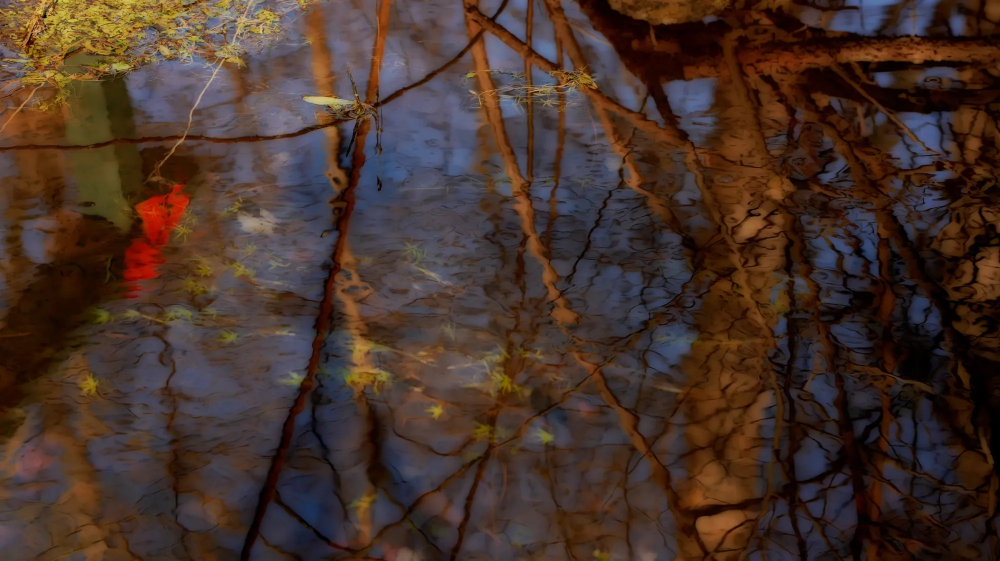 The Linden Trees