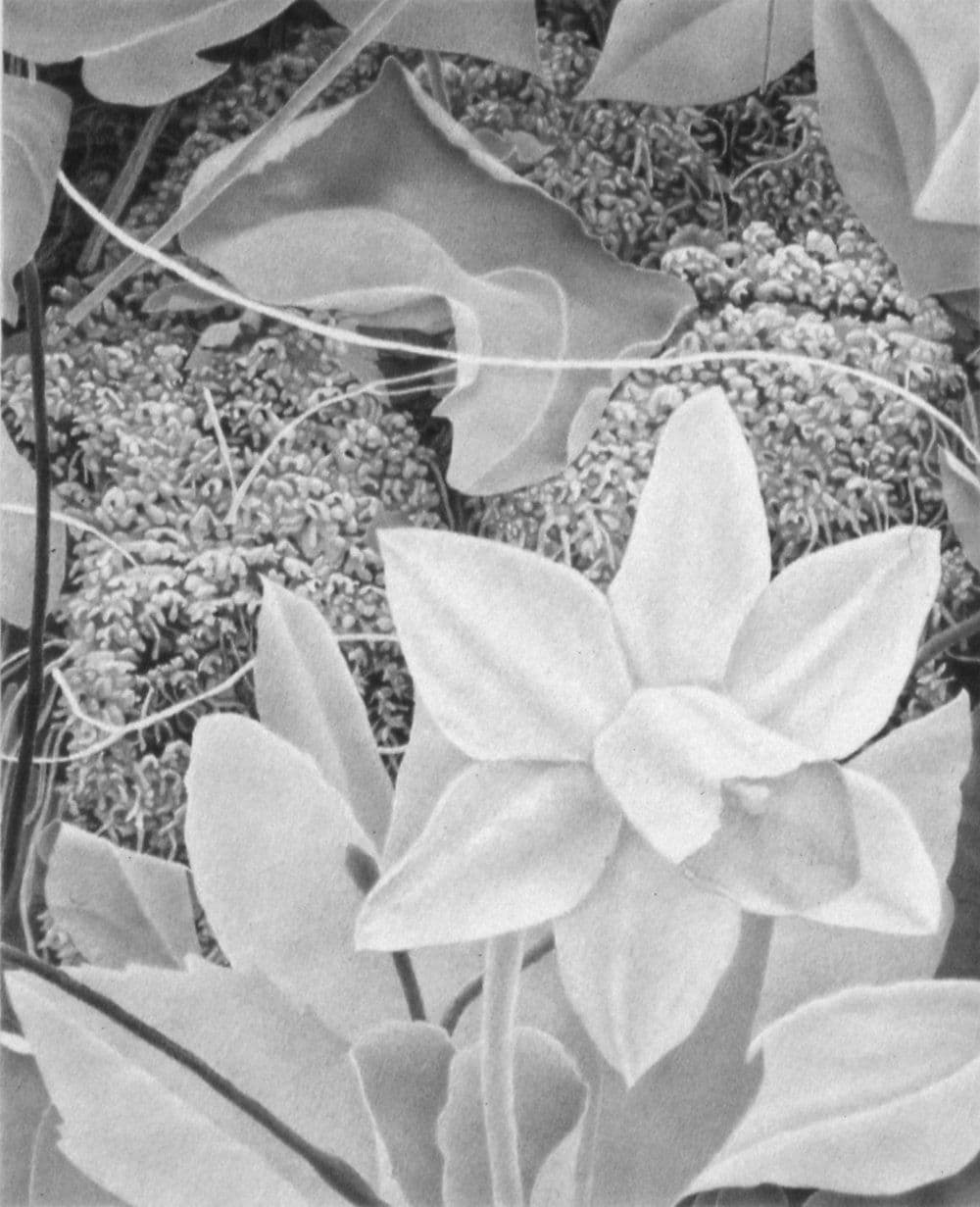 Summer in Black and White