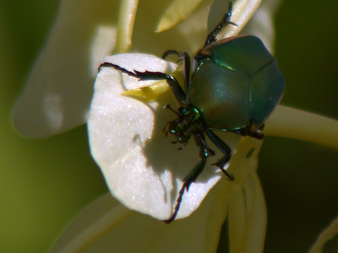 [Beetle]
