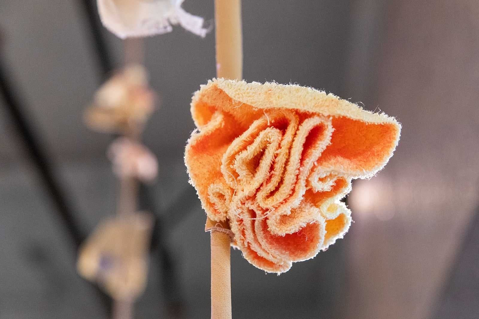 Spotlight: Tau Lewis