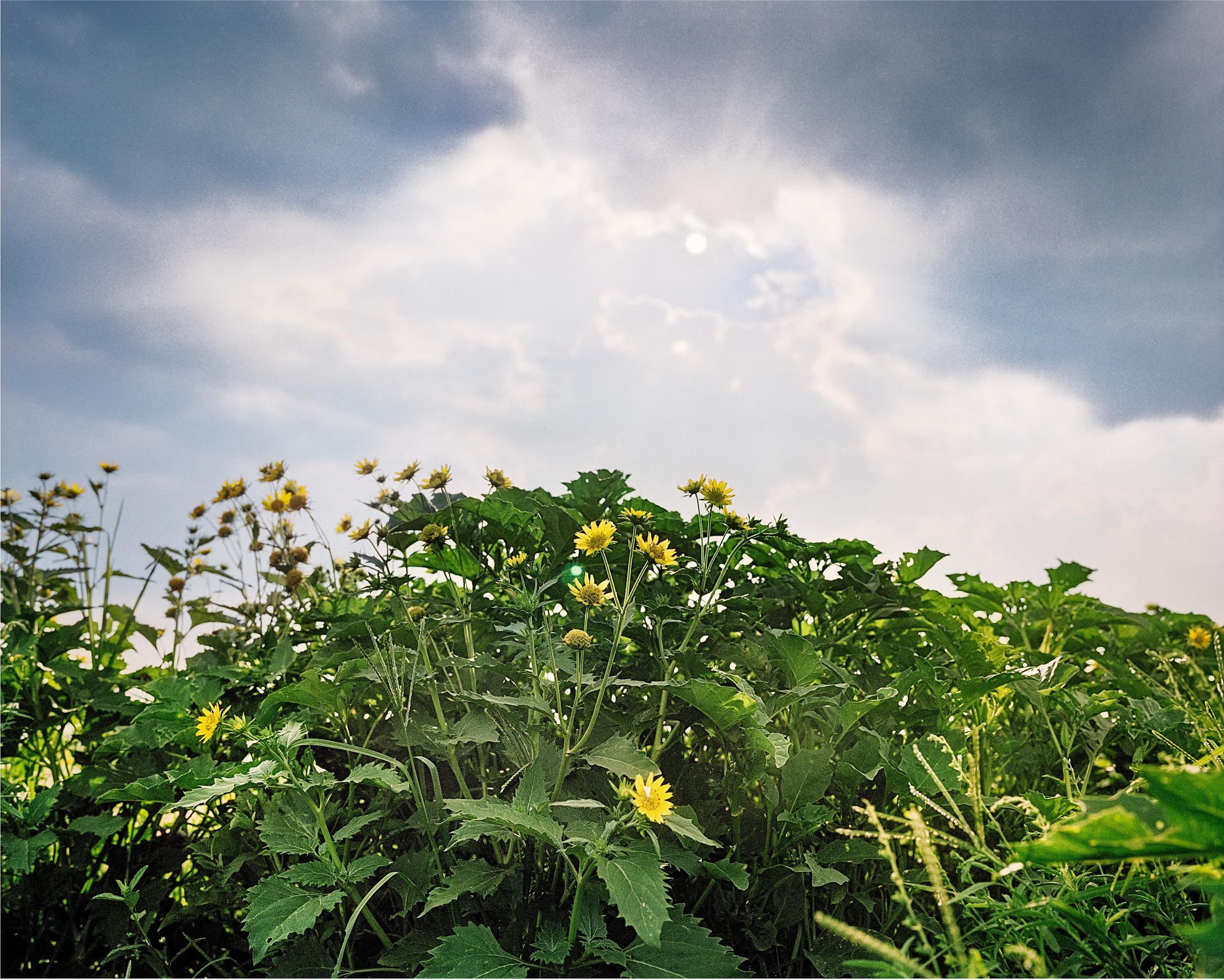 Sustainability and the Imagined Landscape: A Dialogue Across Practises