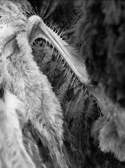 With Feathers