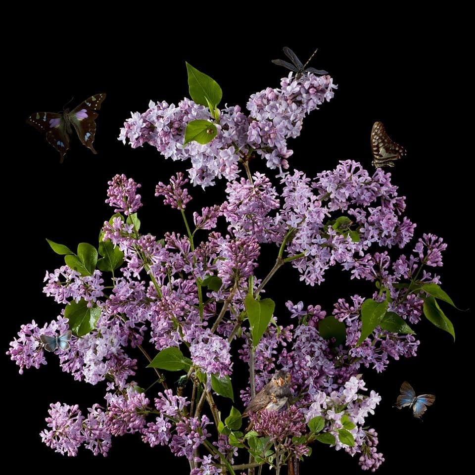Portraits in Bloom