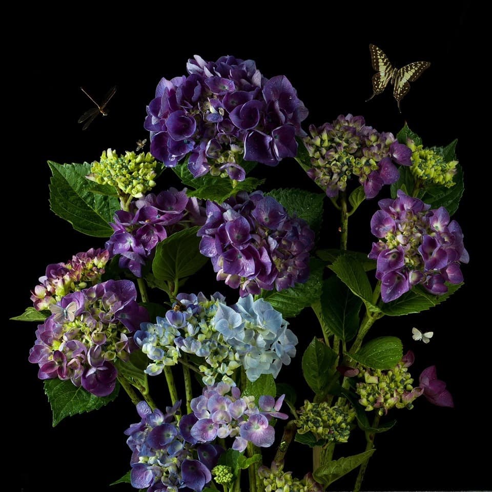 Portraits in Bloom