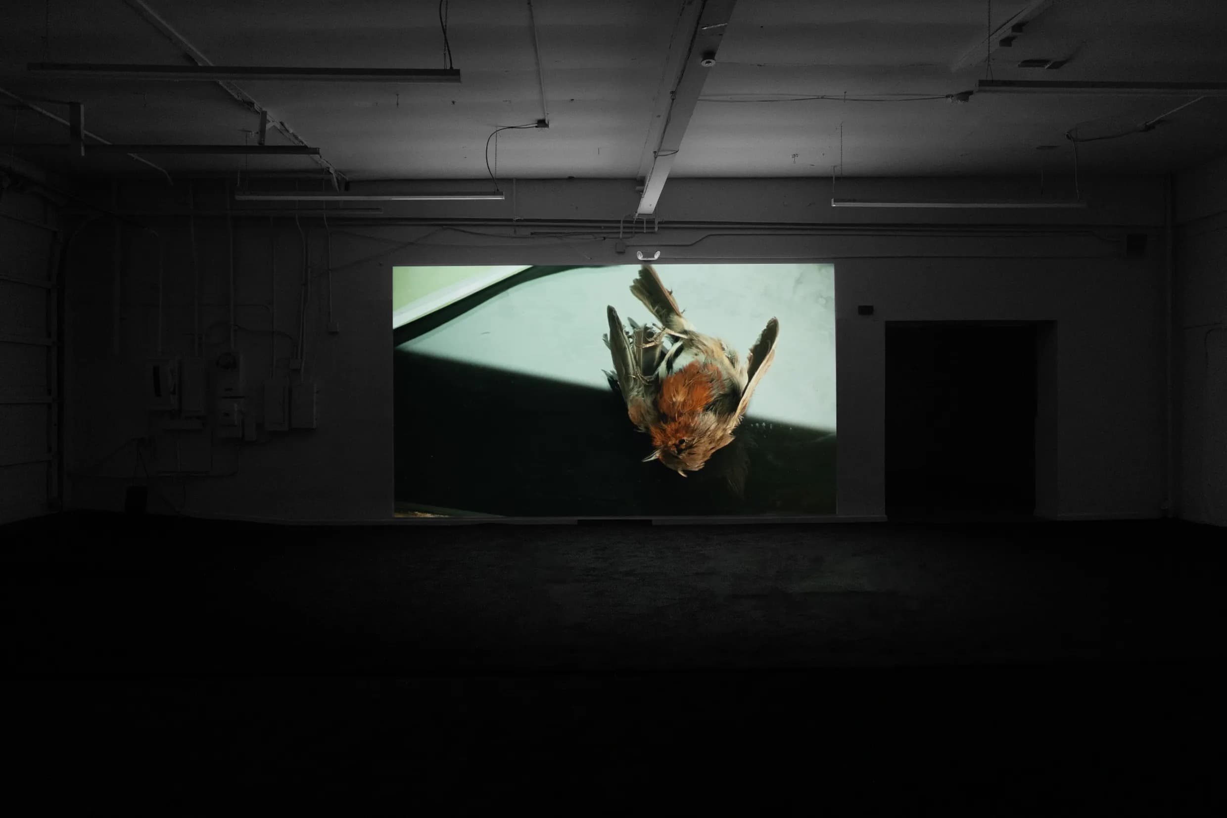 Ali Cherri: The Lightless Hours