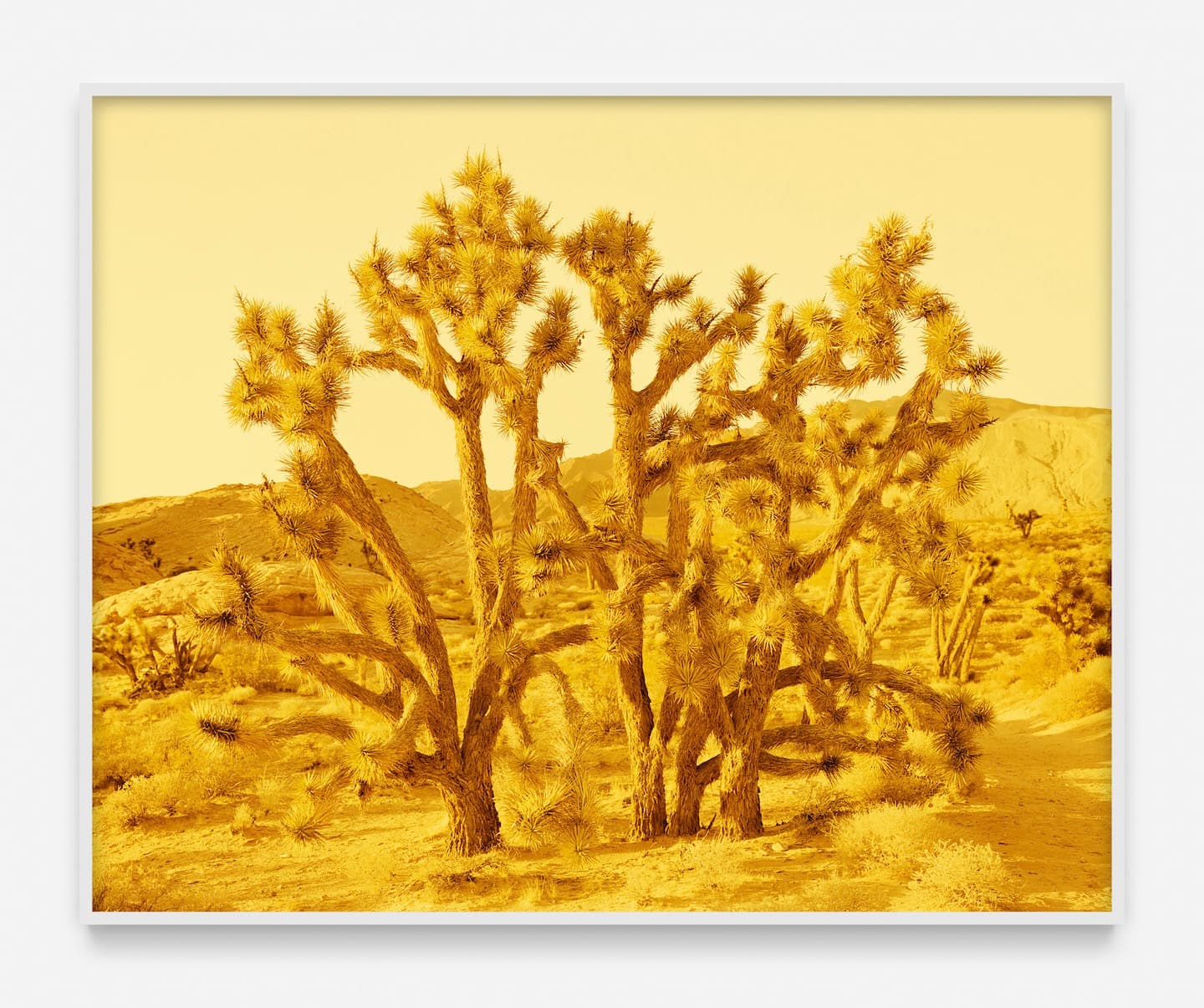 David Benjamin Sherry