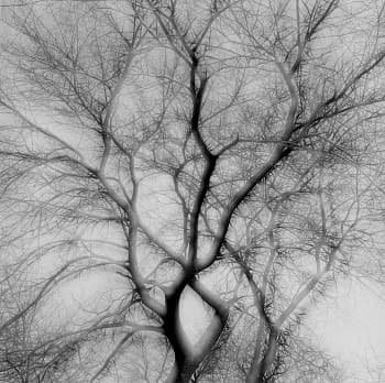 Vibrations of Nature: In-camera Multiple Exposures