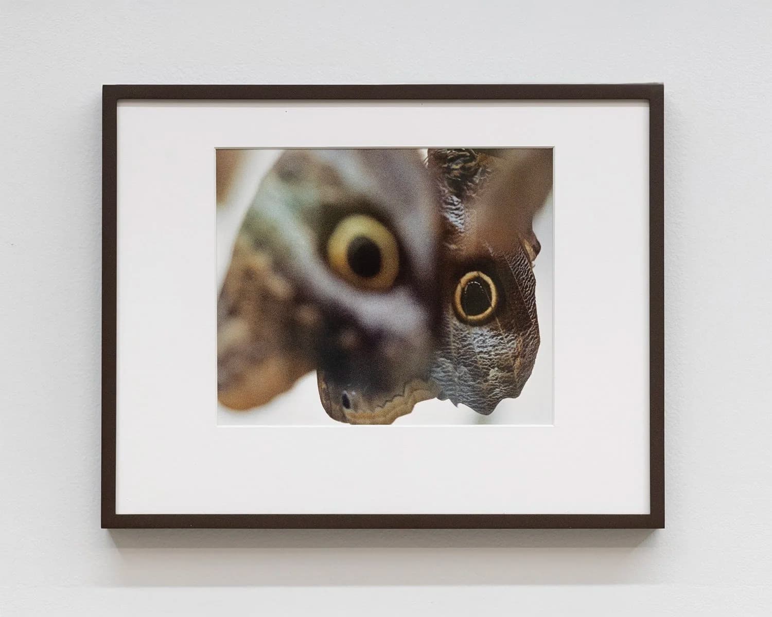 Assaf Evron: if a butterfly ever saw an owl