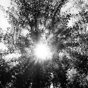 Vibrations of Nature: In-camera Multiple Exposures