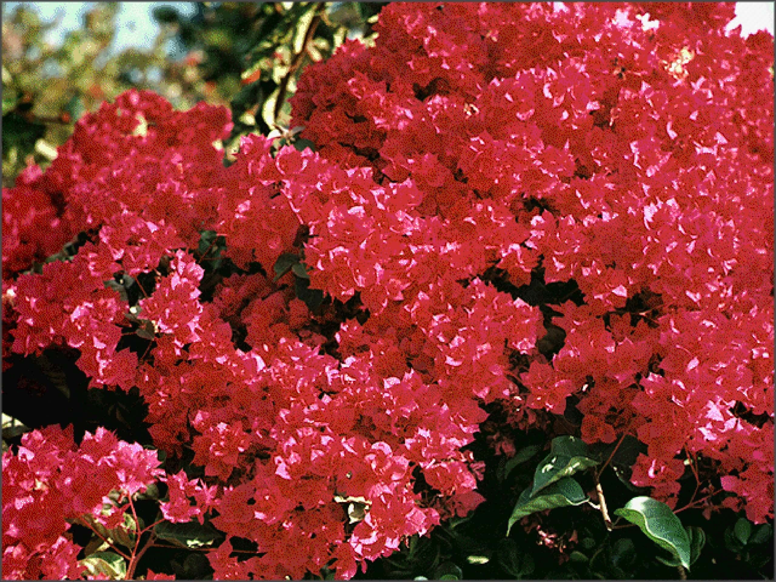 The Deaths in Newport