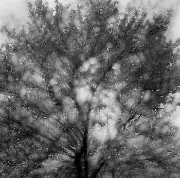Vibrations of Nature: In-camera Multiple Exposures