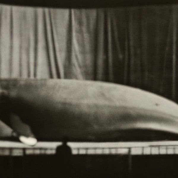 Rearview Mirror: Photographs, December 1963–February 1964