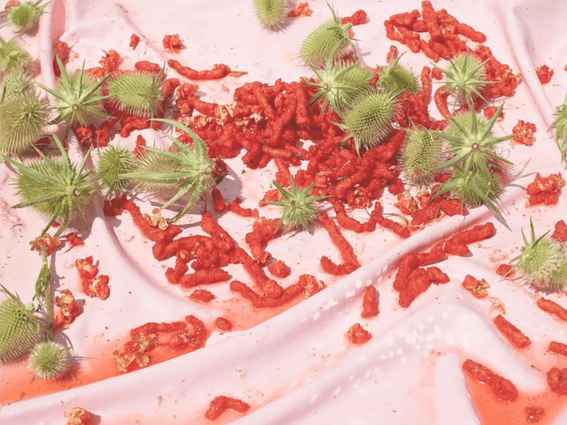 feeding a swan to a wolf