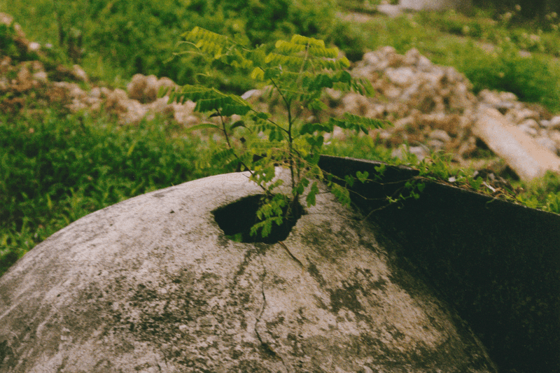 Zhi Wei Hiu: Slivered Wake, A Cast Lance