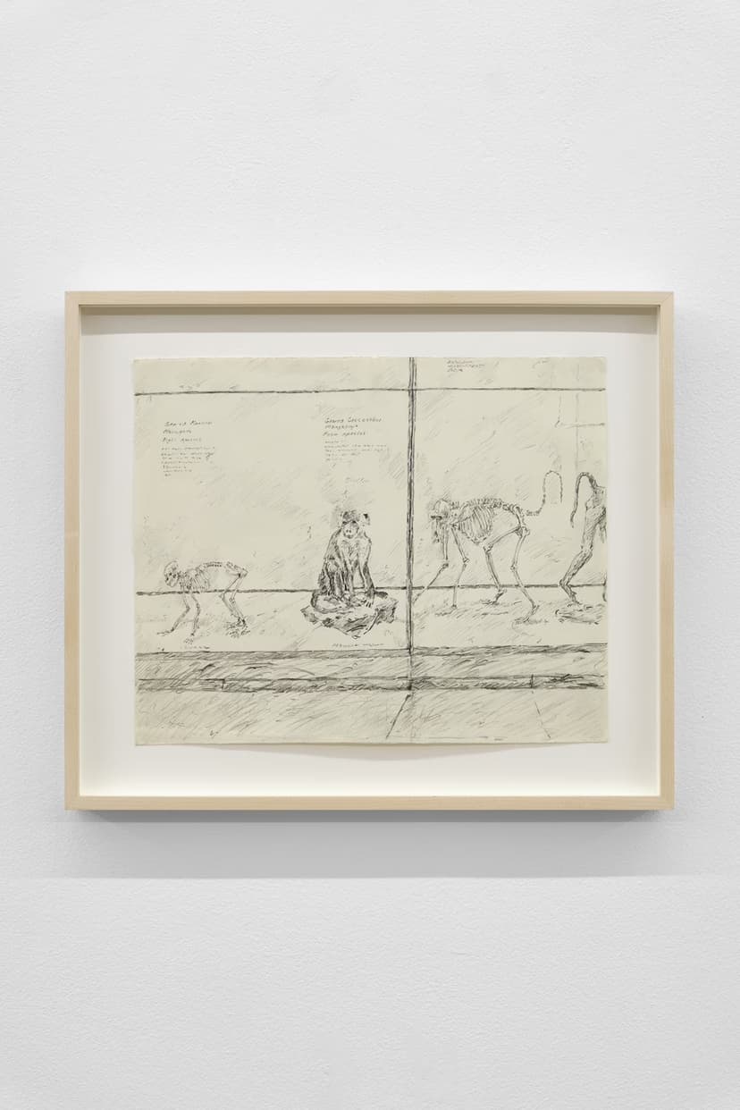 Miguel Ferrando, Untitled (Primates and Skeletons), ca. 1975–1985. Graphite on paper, 19 x 22 in. (Framed)