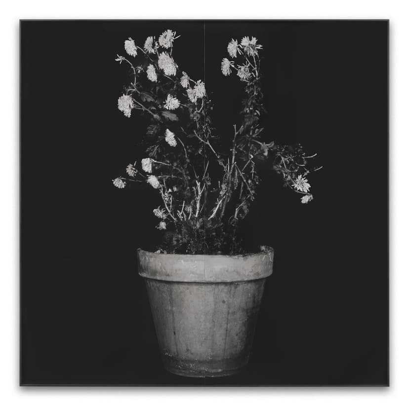 John Baldessari, Plant (Rotterdam #2), 1997–98, Black-and-white photograph, 182.9 × 182.9 cm | 72 × 72 inches, 183.5 × 183.5 cm | 72 1/4 × 72 1/4 inches (framed)
