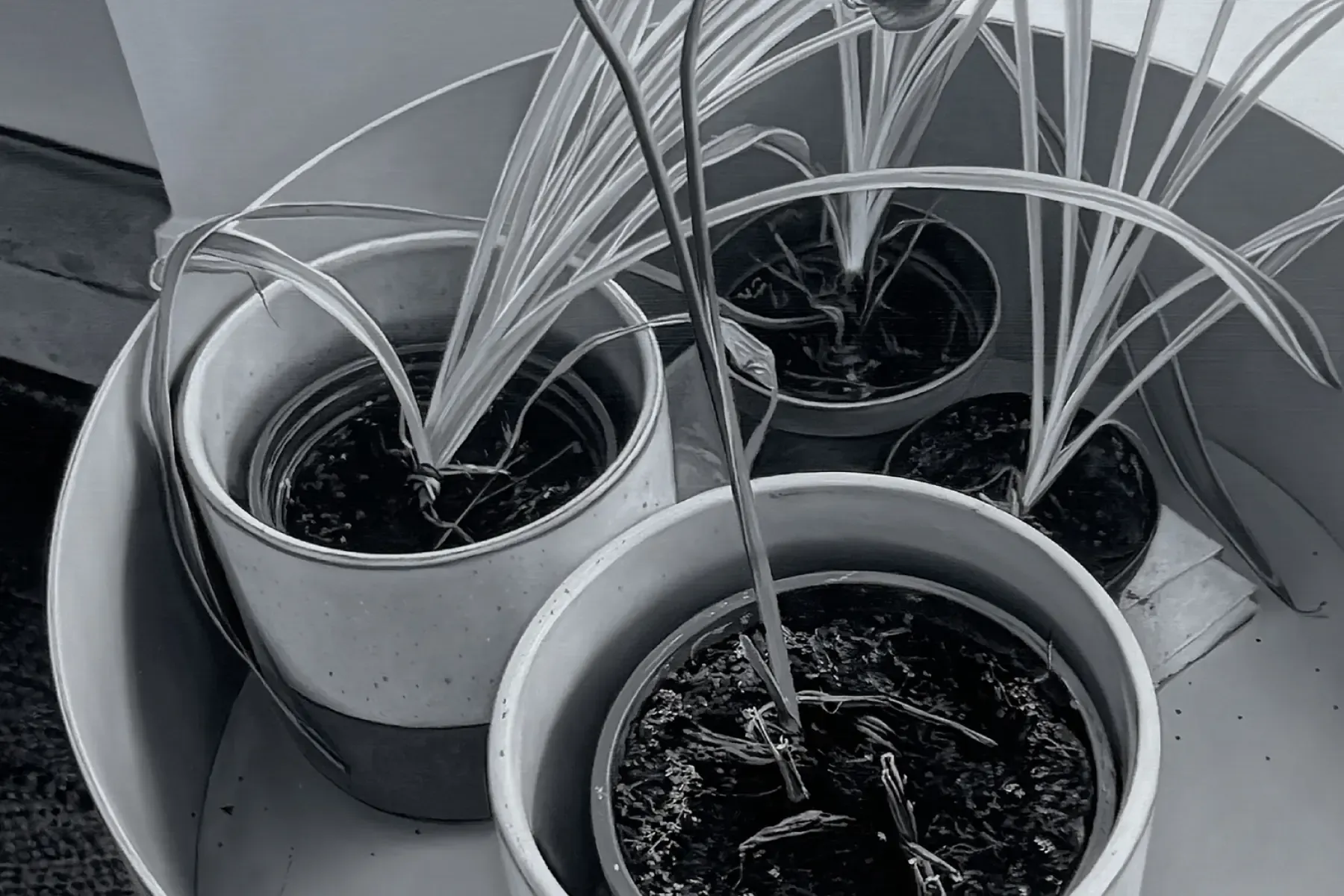 James White: House Plant Paintings